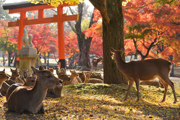 Nara (奈良) onsen guide